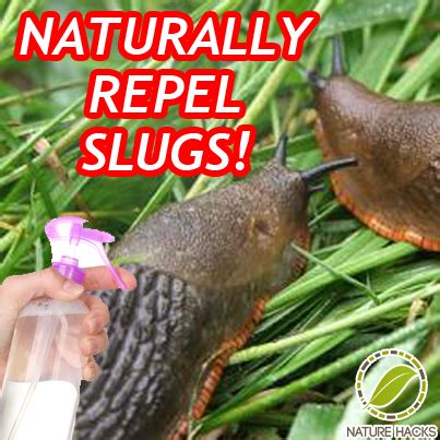 But not all types of beer. How To Naturally Get Rid of Slugs