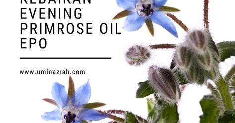 Jom tonton video ni :). Kebaikan Evening Primrose Oil EPO dalam GLA Complex ...