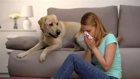 Dog Allergies Are Labradors Hypoallergenic Labrador Central