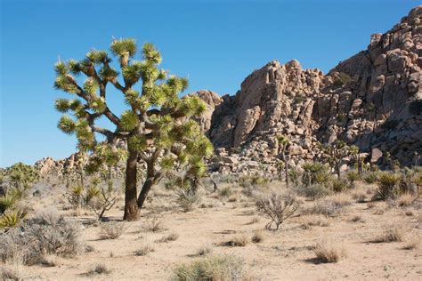 Boy Scout Trail At Joshua Tree National Park