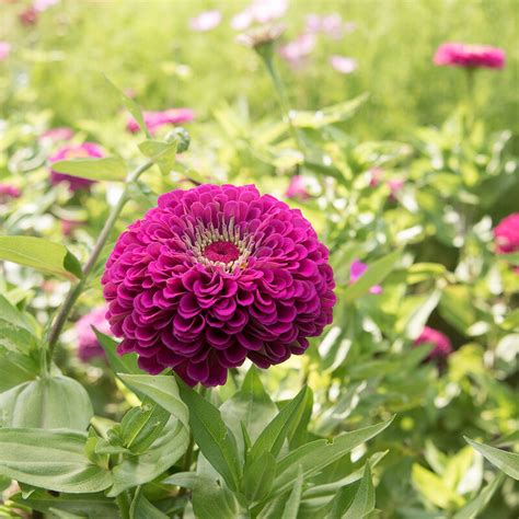 Benarys Giant Purple Zinnia Seed Johnnys Selected Seeds