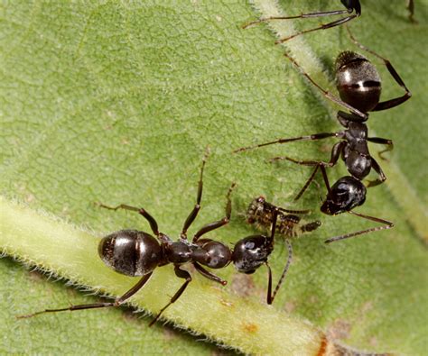 Carpenter Ants Tending Treehoppers Black Carpenter Ants C Flickr