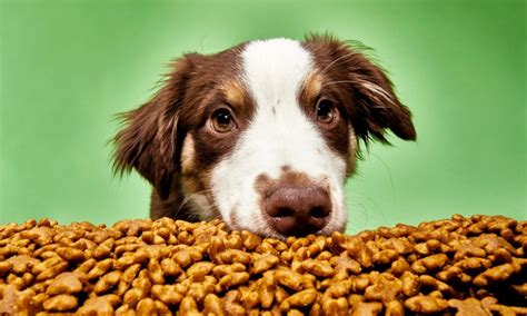 Wholesale Bulk Dog Food Customizing Options For Different Breeds And