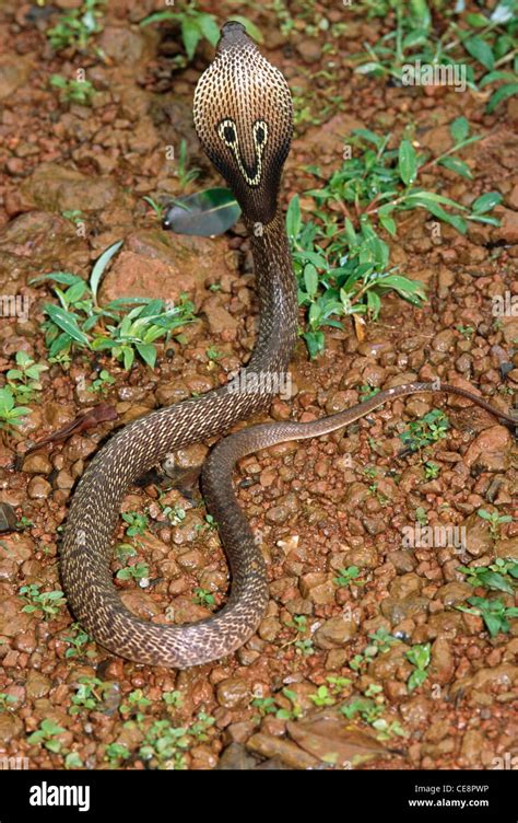 Ika 80438 Reptiles Snakes Cobra Indian Spectacled Cobra Naja Naja