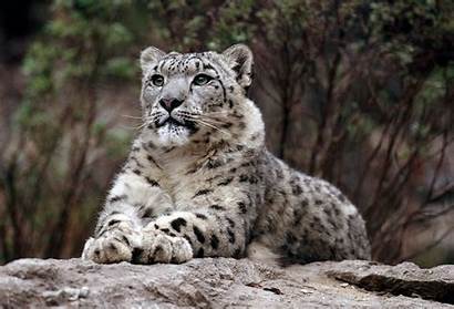 Leopard Snow 4k Wallpapers Bhutan National Geographic