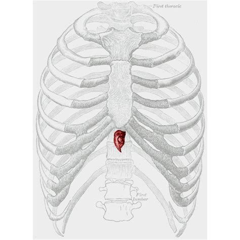 Anatomy Bones Flashcards Easy Notecards