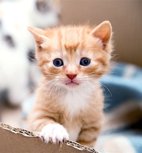Baby Kitten Photography