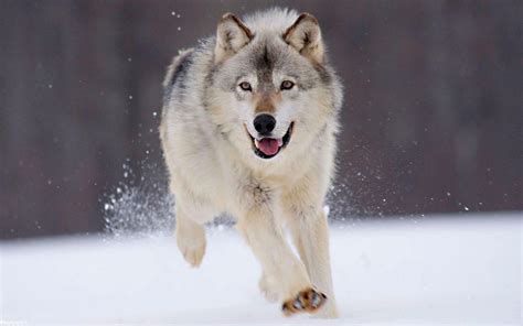 گرگ سفید در حال دویدن در برف والپیپر و بک گراند