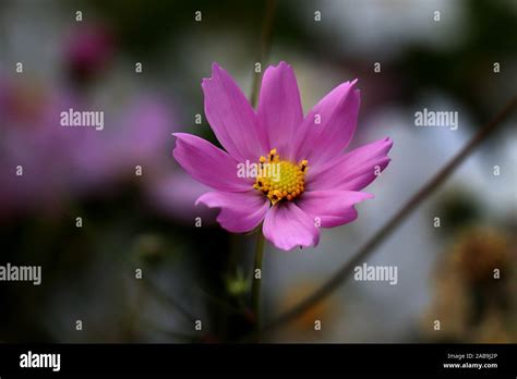 Beautiful Purple Cosmos Flowers In The Garden Violet Flowers Pictures