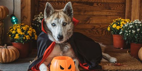 53 Best Dog Costume Ideas Diy Pet Halloween Costumes