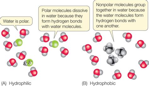 55 Hd Are Polar Molecules Hydrophobic Or Hydrophilic Insectza