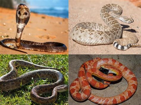 Types Of Snakes 20 Popular Serpent Species With Pics And Names