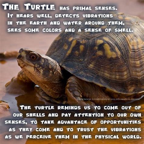 Visit The Post For More Turtle Spirit Animal Animal Spirit Guides