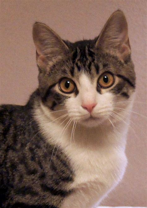 Top suggestions for american shorthair black and white. Cali is a stunning little tuxedo tabby, with gray stripes ...