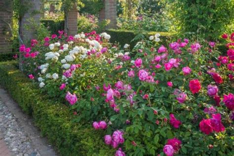 Photos Of Beautiful English Rose Gardens