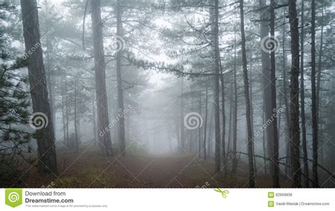 Beautiful Autumn Forest With Fog Stock Photo Image Of