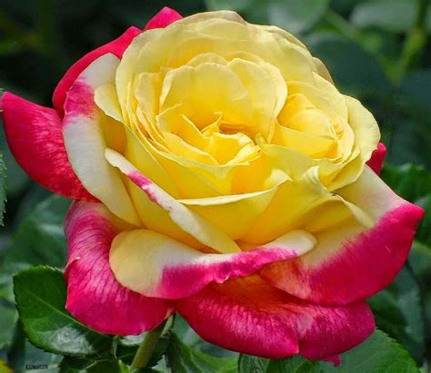 Some colors, such as green and magenta, cancel each other out colors in the red area of the color spectrum are known as warm colors and include red, orange, and yellow. Beautiful Yellow Rose with Pink Trim Rose Seeds 100 SEEDS ...