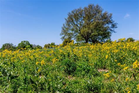 Bright Yellow Texas Wildflowers With Tree Stock Photo Image Of