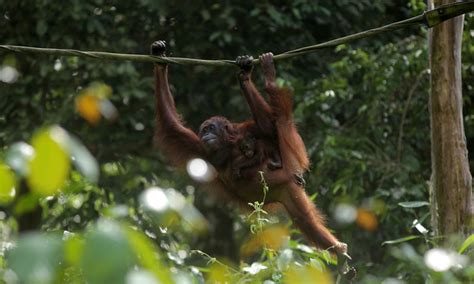 Borneo Has Lost 100000 Orangutans Since 1999 Media Coverage