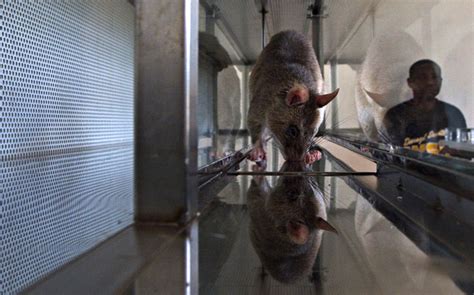 Rats That Can Detect Tuberculosis By Smell Revolutionise Treatment In