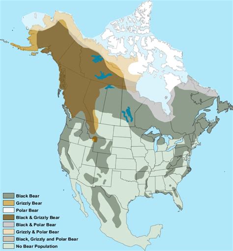 Maps Of Where Bears Live In North America Vivid Maps