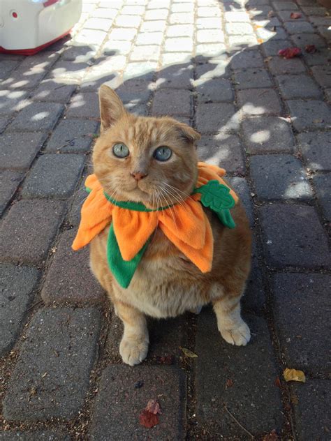 Have An Orange Cat Turn Him Or Her Into A Pumpkin For Halloween Cat Outfit Halloween Cat