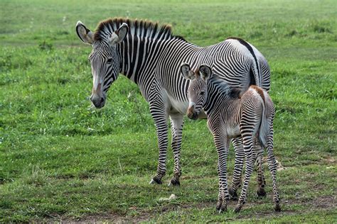 Zebra Mom And Baby Photograph By Kathleen Howard