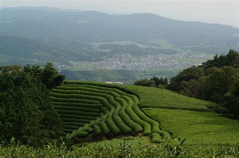 Obubu Tea Shop Buy Japanese Tea From Our Farm Japanese Countryside