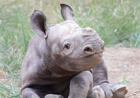 Rare Baby Rhino Is Cincinnati Zoos Newest Sensation