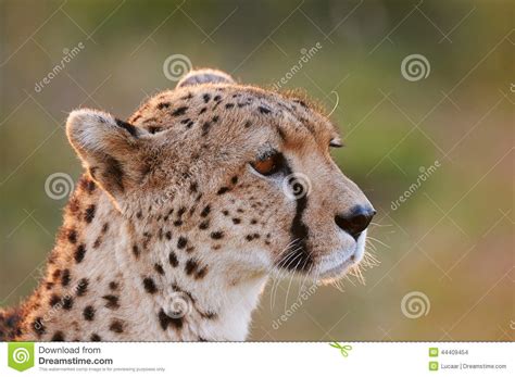 Cheetah Portrait In Tall Grass Stock Photography Cartoondealer Com