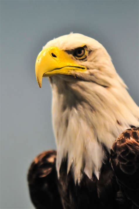 North American Bald Eagle Free Stock Photo Public Domain Pictures