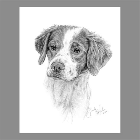Brittany Spaniel Dog Fine Art 8x10 Print Etsy Dog Drawing Dog