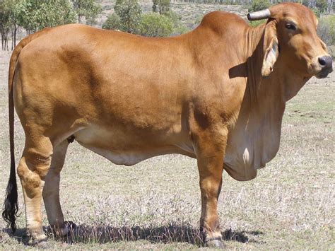 Tan, grey or black with a hump over the shoulders, brahmans have drooping ears and a large dewlap. Brahman Cow | Modern Farming Methods
