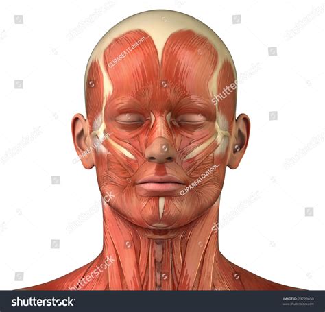 Human Head Muscles Diagram Muscles Of The Upper Arm Anatomy