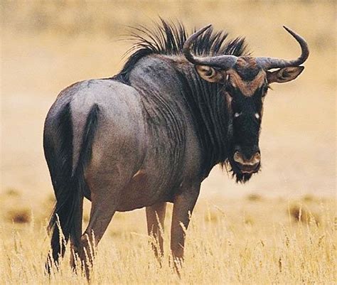 Wildebeest Poor Beast The Survivor Of The Serengeti Africa Animals
