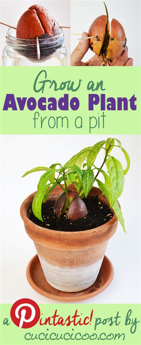 Submerge the seed in water. How to grow an avocado plant from a pit - Cucicucicoo