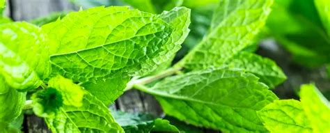 All About Mint Abc Of Agri