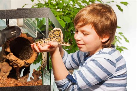 This quiz will cover all sorts of pets! 9 Best Pet Snakes For Kids and Beginners - Reptile School
