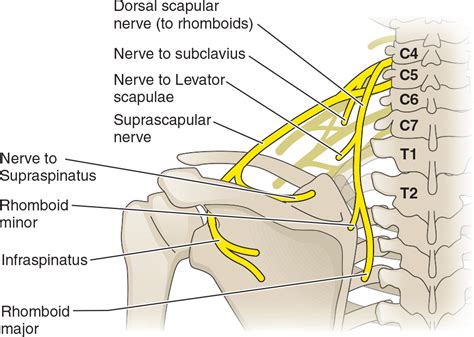 Shoulder Injuries From Trauma Scapula Nonunion Hope Tbi