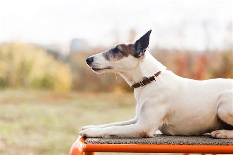 Free Photo Cute Dog Chilling In Kids Park