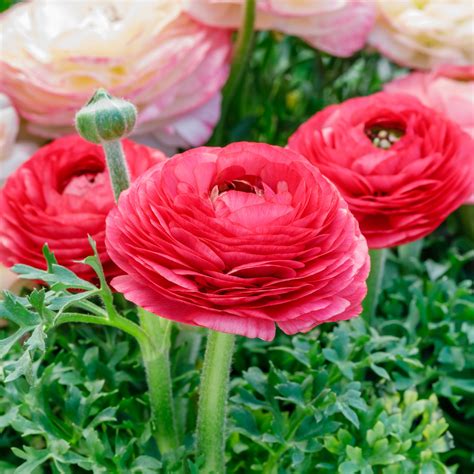Tecolote Ranunculus Rose Bulbs For Sale Rose Ranunculus Easy To