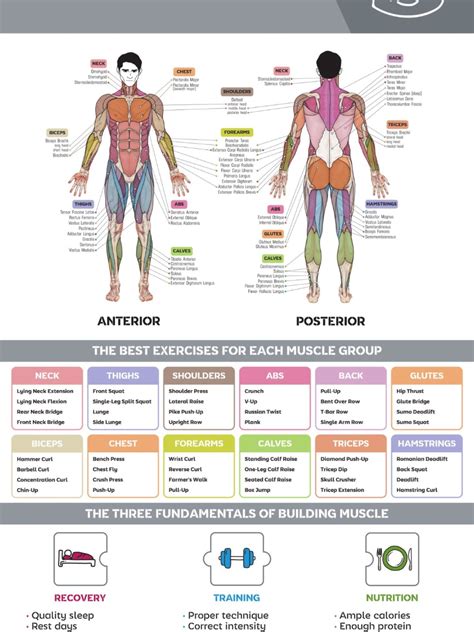 Exercise Muscle Charts Anatomy