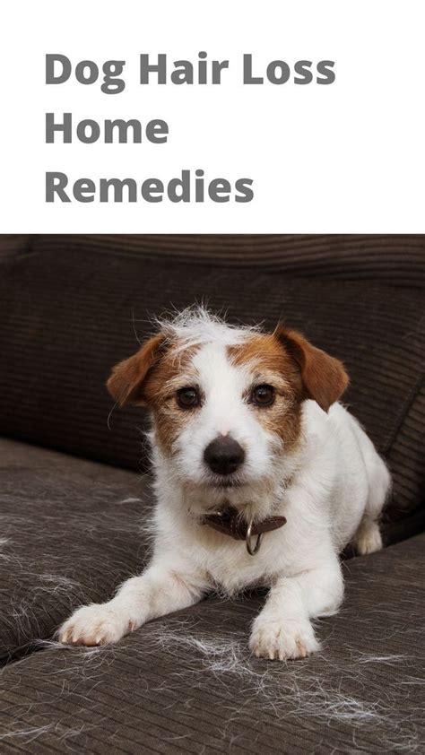 Dog Hair Loss Home Remedies In 2022 Dog Shedding Dog Hair Loss Dogs