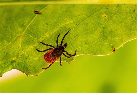 lyme disease symptoms treatment and prevention emed