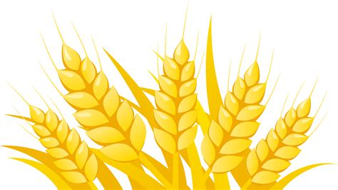 Wheat Clipart Vector Vector Wheat Png Free Transparent Png Download