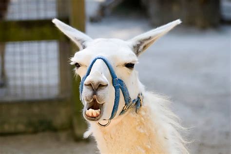 380 Laughing Llama Stock Photos Pictures And Royalty Free Images Istock