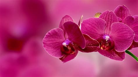 Orchid Flower Petals Pink 4k Hd Wallpapers Hd Wallpapers Id 31232