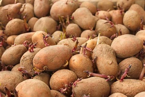 Heap Of Sprouting Potato Tubers Stock Photo Image 54343749