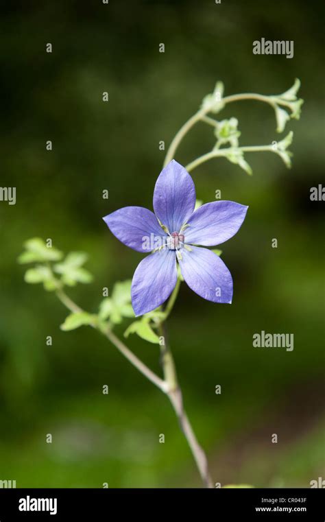 Flower With Five Petals Hi Res Stock Photography And Images Alamy