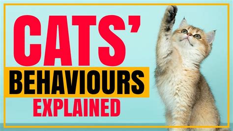 Cat Behaviour Explained All You Need To Know Youtube